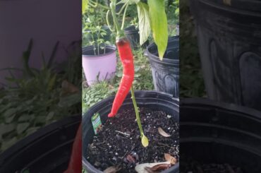 Hot Peppers Chili Collections