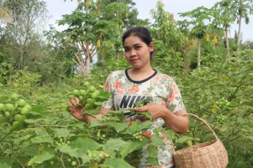 Big Bitter Berry Farm In My Community  Bitter Berry Recipe Chili, eggplant  Srey Pov Rural lifestyle