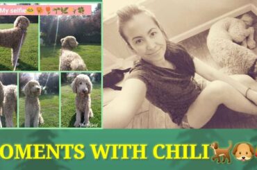 MEMORIES WITH MY CHILI BEAN DOG