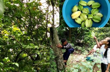 Watering mouth with Star fruit vs Salt and Hot chili- sila jevin