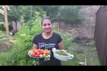 Tomato and Chili pepper Harvest