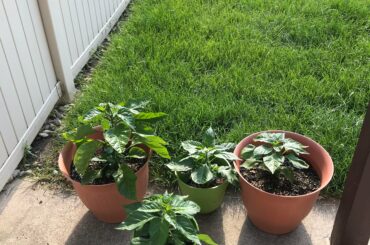 My Carolina Reaper, habanero and ghost pepper plants