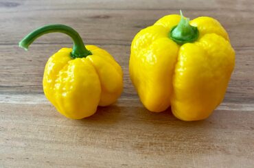 Hey, i hope you have a answer. I want to make a chili oil with my dry Scotch Bonnet. Do you have any good recipe or know how many of them I have to put in 0,7 liter oil and for how long?. Thanks for your answer :)