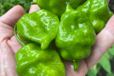 What fermented sauce should I make with these? I’ll be using the NOMA fermentation method.