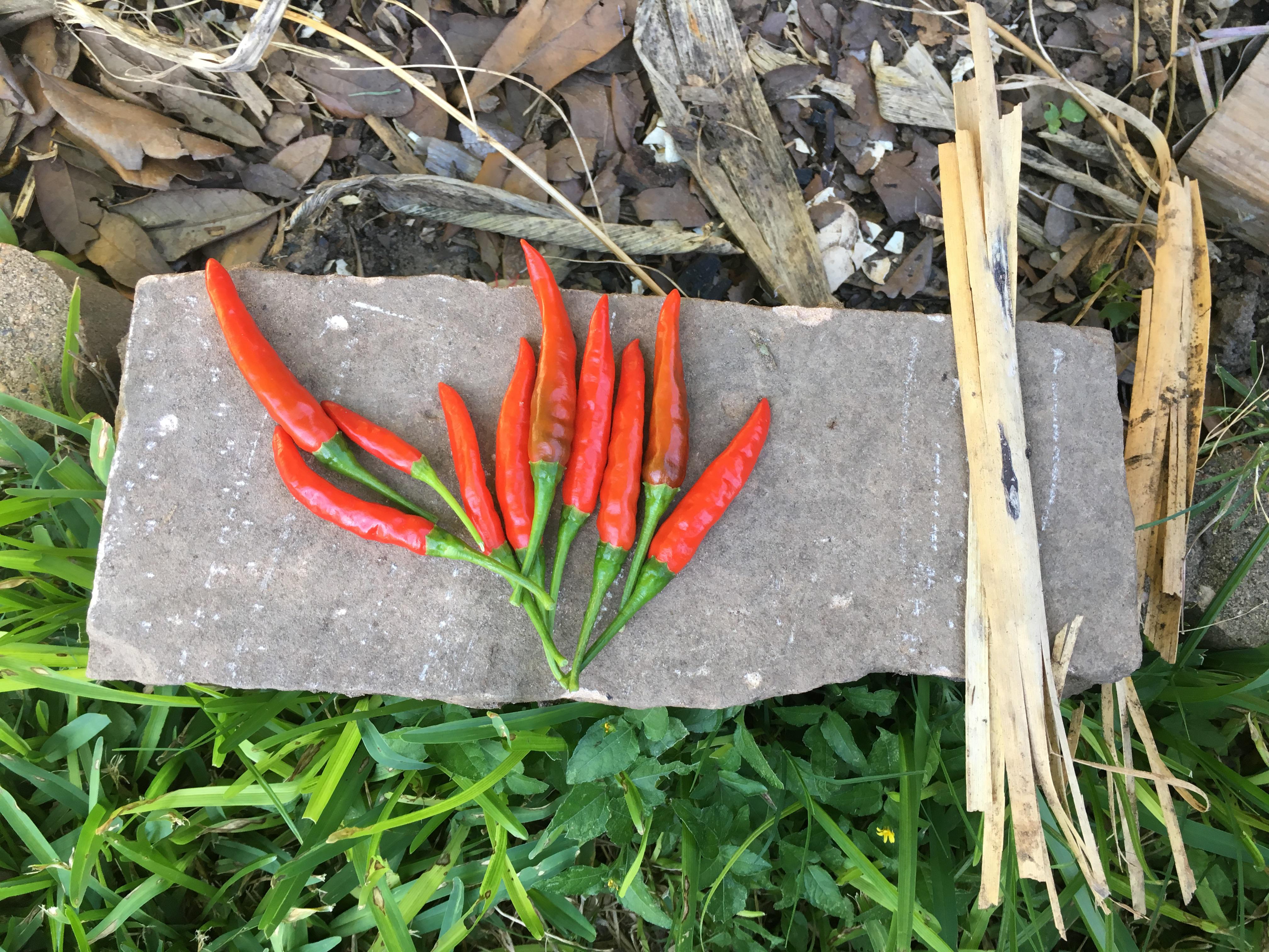 My Thai chili harvest from the backyard Chili Chili