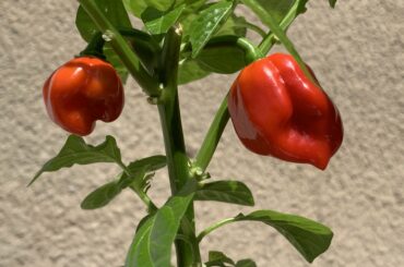 The season started very late for me but there's FINALLY some superhot ready! Just a HABANERO - nothing fancy but couldn't be more happy now! :)