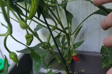 Any idea in what kind of peppers these are? I think Aruba, but my labels got removed in error.