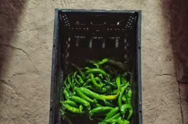 Early harvest: Green Chile (Ms. Junie), Jalapeño, Cayenne - Central NM
