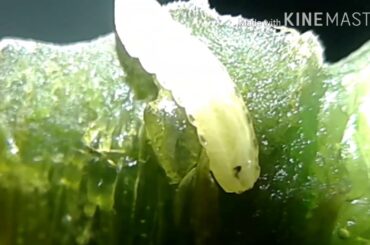 Beware  of eating chili ll chili fruit fly l