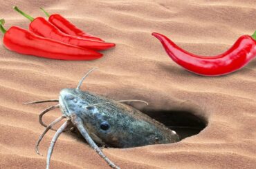 Experiment: Use Super Spicy Chili To Catch Fish From Underground Hole
