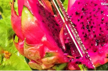 Talent Chef - Amazing Cooking Method Cook Dragon fruit with Chili Yummy Food Easy Recipe