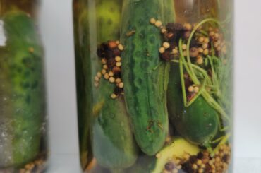 Pickles with a dried ghost pepper hiding in the middle. First time growing cucumbers hydroponically and there are just so many. Let's see how spicy this gets. The other one just had a sliced open fresh jalapeño.