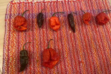 Got these in a superhot pepper assortment. Was wondering what the chocolate colored ones were.