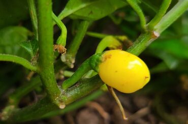 Yucatan White Habanero. Starting to turn a yellowish cream color. I cant wait to do a review on this pod.