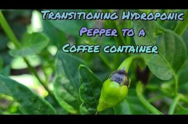 Quick little video moving my Brainstrain to a Coffee container.