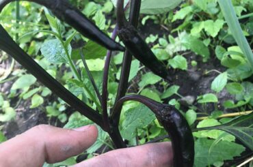 Anyone ever seen peppers like this?