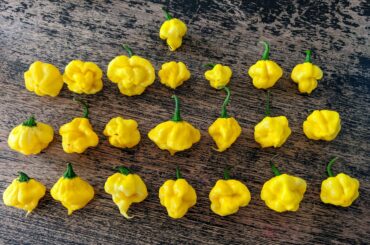 Stingers and bonnets (KSLSB)