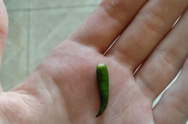 I just tried eating a piece of thai green chili. A mistake has been made!