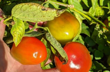 Midwinter Manzano (Rocoto) chili. Southern Hemisphere, midwinter, 41 degrees south 200 metres elevation and 10 km inland from the coast. Overnight temperatures this week have been between 1 and 3 Celsius with some frost. Tasmania, Australia.