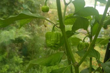 My Butch T Trinidad Ghost peppers coming along