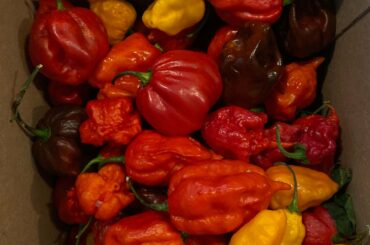 Just got these beauties in the mail. Throwing them in my smoker to make hot sauce today!
