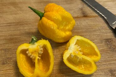 Dry my harvested Scotch Bonnet
