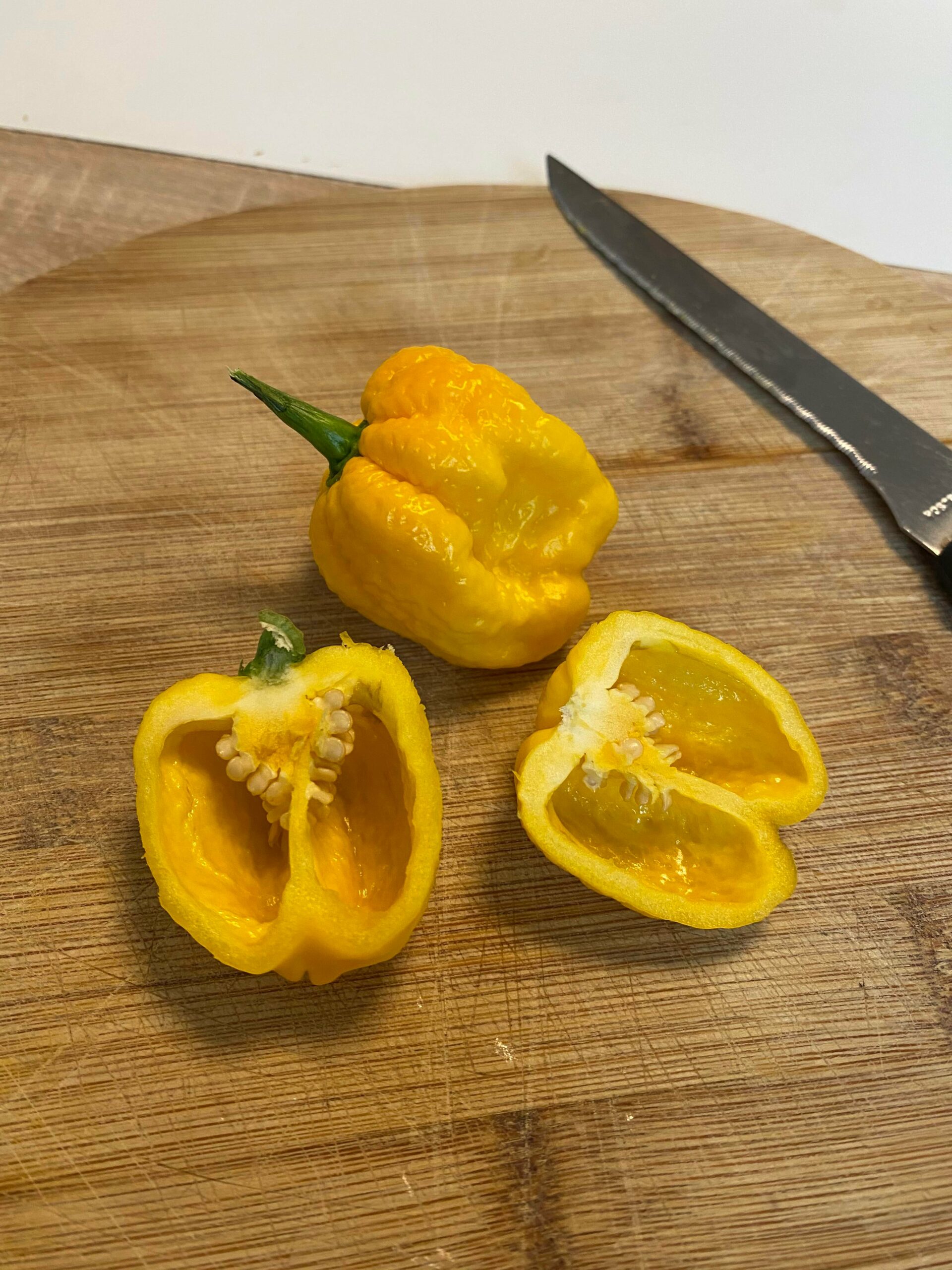 Dry my harvested Scotch Chili Chili