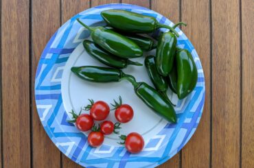Jalapenos to start the harvest off 😋 Bonus tomatoes, too