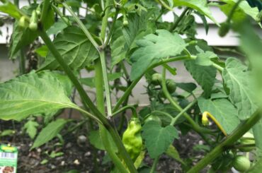Bhaby Bhuts