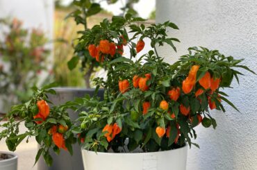 It’s gonna be a spicy summer