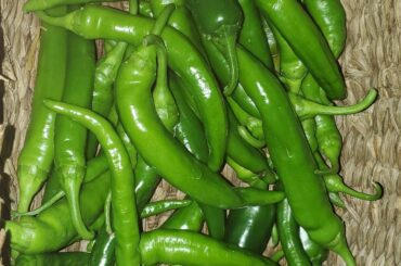 First harvest of the season