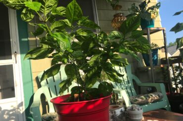My 7 Pot Douglah in the golden hour light, 20 Peppers Coming In!