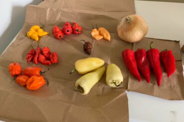 Finally got fresh super hots again! To the sauce lab!!!