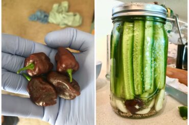 Just harvested my 7 pots, so I thought I thought I would do a batch of pickles 🔥🥒🔥