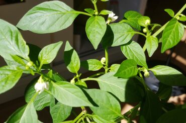 The flowers on my habaneros bloom, last through the morning, then curl up like in the picture. By the following day they are dry and fall off. Should I worry I'll never see fruits?
