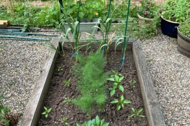 Growing spicy. Habanero and banana peppers.