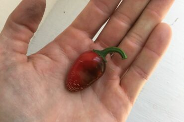 My first homegrown ripe pepper of the season!