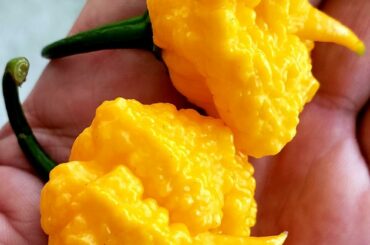 Some gnarly Yellow Trinidad Moruga Scorpions my buddy just harvested. 🦂🔥 Will probably end up in a jam. Can't wait.