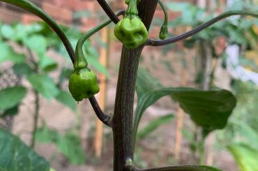 I think it’s quite late but my Carolina reapers are definitely growing.