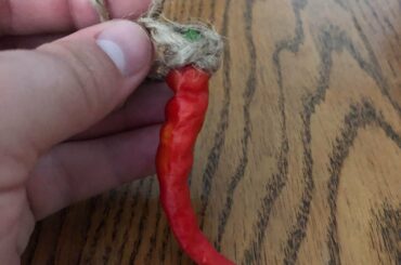 The first of many: new at growing pepper plants but seems to have turned out well!