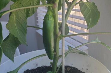 I can't tell if my plant is a jalapeno or serrano plant, any help with identification is appreciated! (Cross-posted to r/HotPeppers)