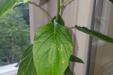 Watering Habaneros