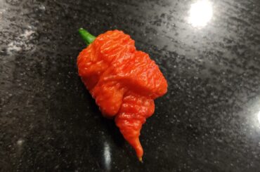 My first pick of the season!