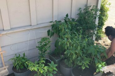 Finally added some super hots to the garden. Trinidad 7 pot chocolate douglah. 7 pot bubblegum. Black pearls. Bhut jolokia.