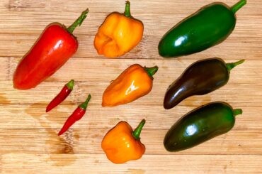 Evening haul from the garden - habaneros, jalapeños, and dragon cayennes 🤤🔥