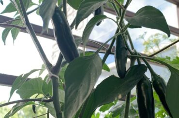 First time growing peppers on my balcony and man is it fun to watch these suckers grow. Started out with just some Serranos, but will probably get a bigger variety. Any recommendations?