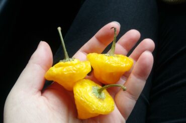 Local supermarket sold these as Bhut jolokia. I'm guessing they're actually scotch bonnets?