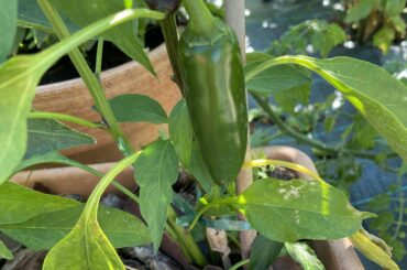 How do I know when my jalapeños are ripe?