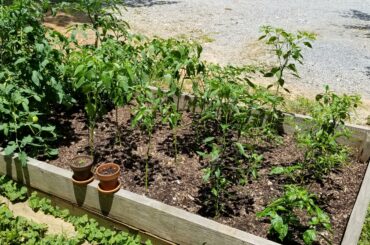 My (mostly) pepper garden.