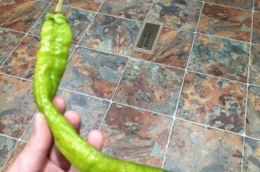 Does anyone know what pepper this is?